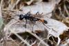 Ammophila sabulosa